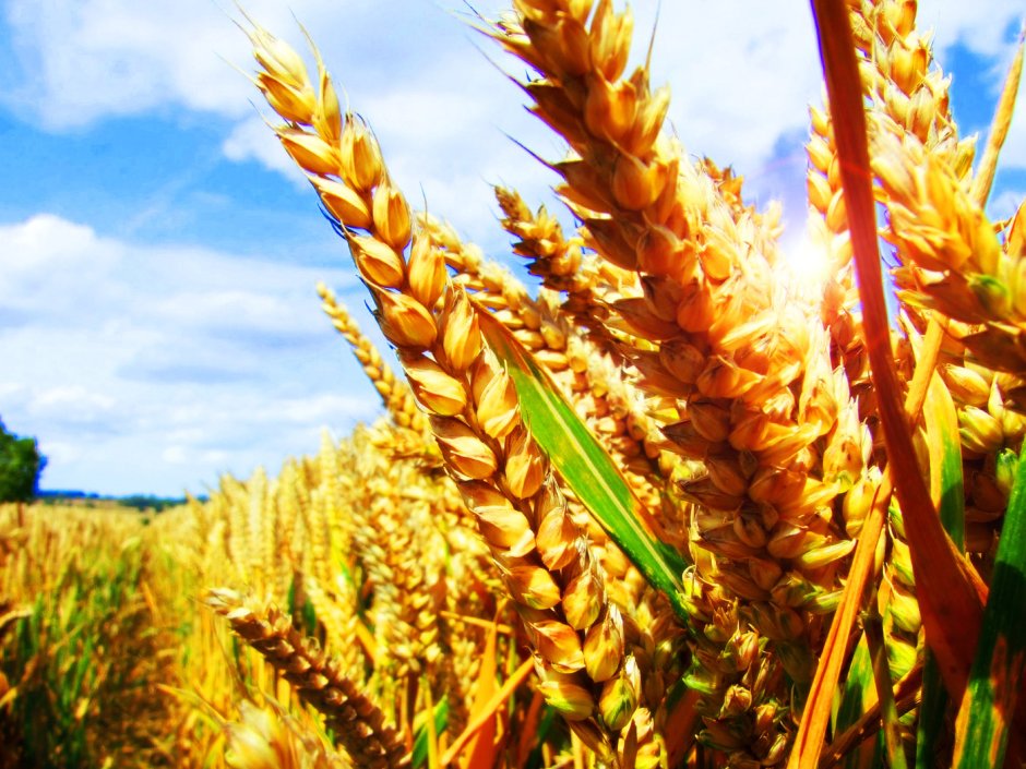 Пшеница Яровая сорт Римма
