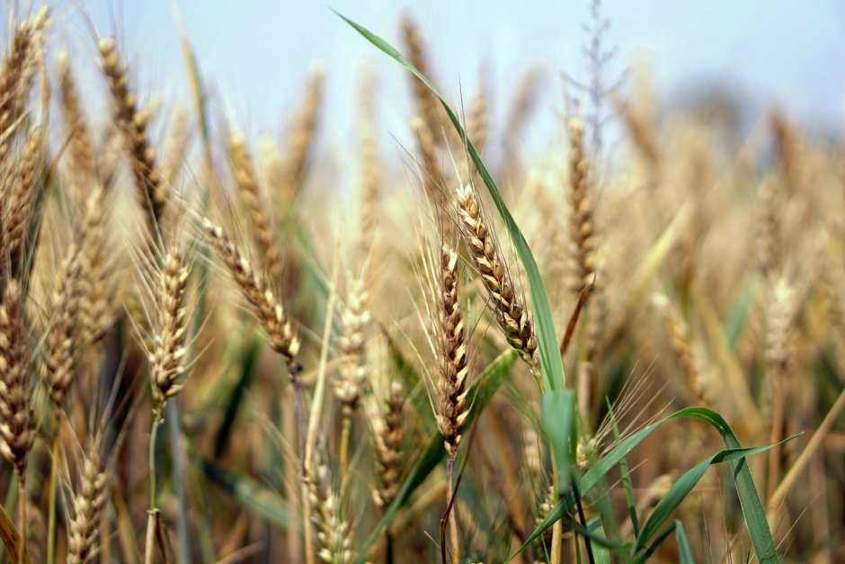 Солома пшеничная Безостая