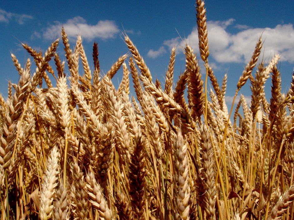 Донская Безостая озимая пшеница