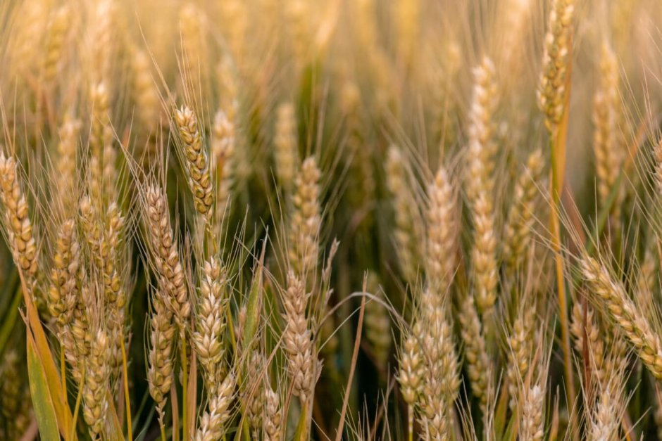 Красивые фото зерновых культур