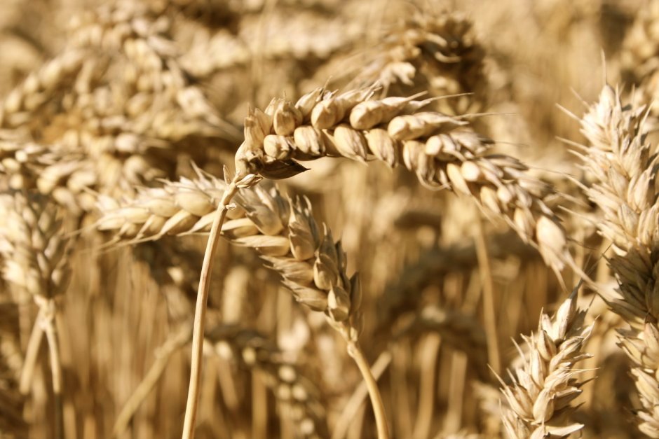 Пшеница леукурум