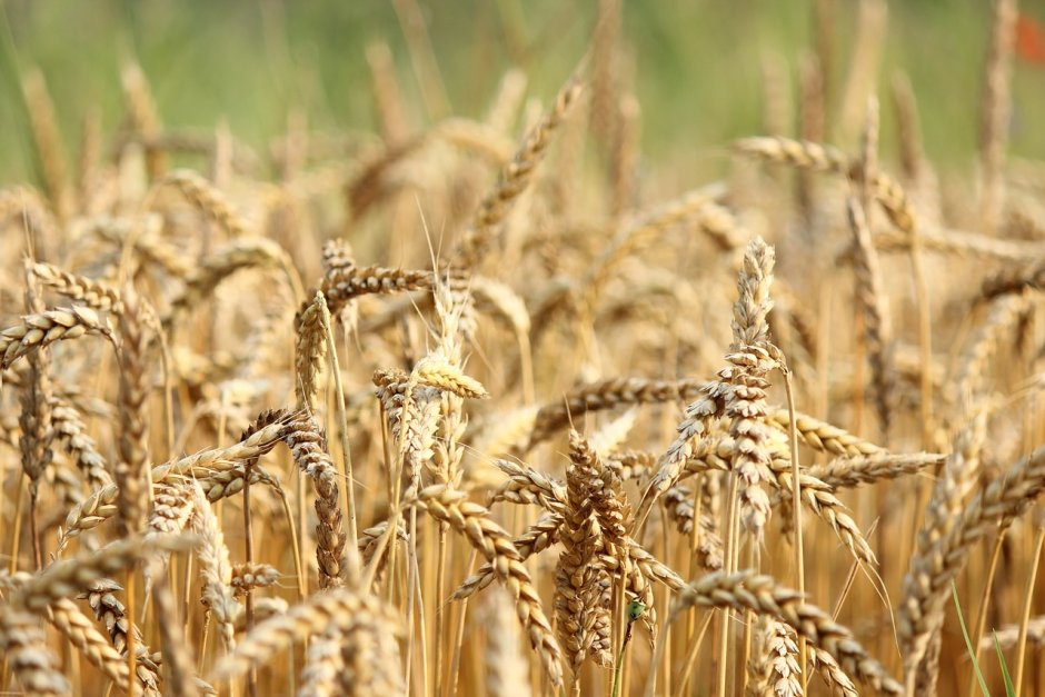Сельское хозяйство Италии пшеница