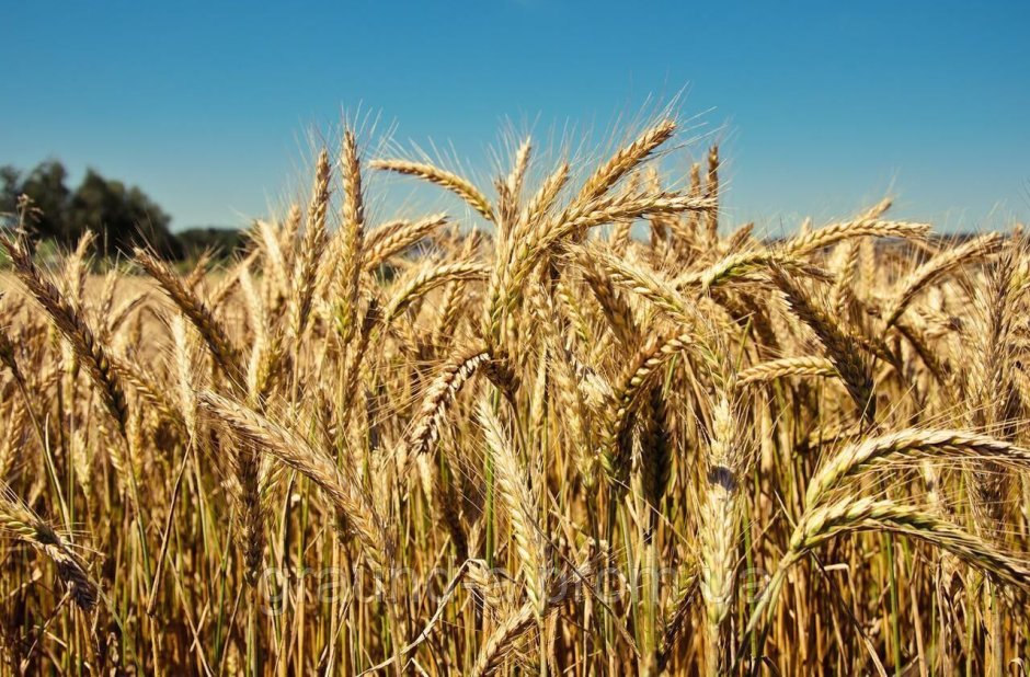 Сорт озимой пшеницы Алексеевич