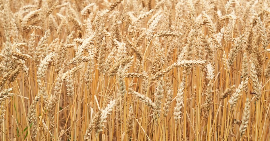 Пшеница во Франции