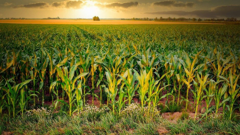 Ферма кукурузы