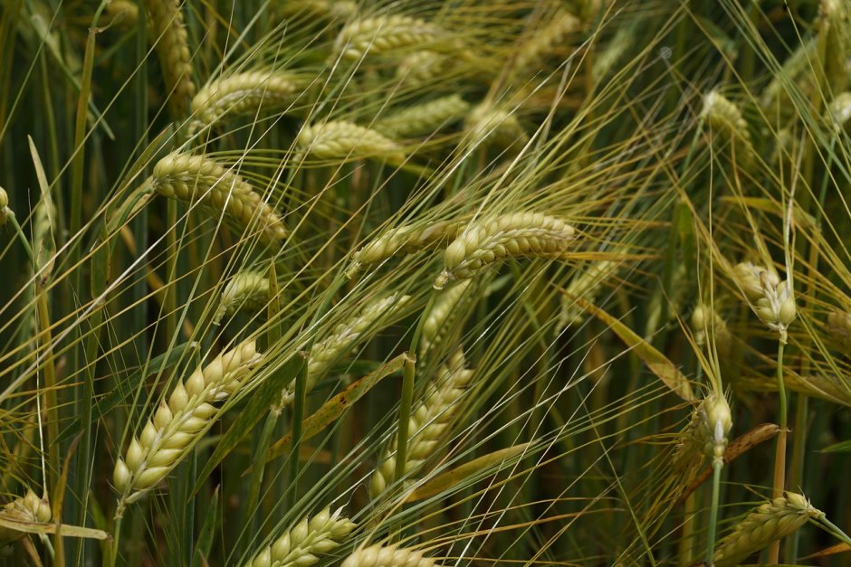 Полевые культуры пшеница