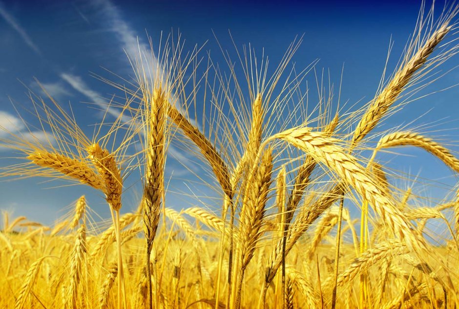 Колос Яровой пшеницы