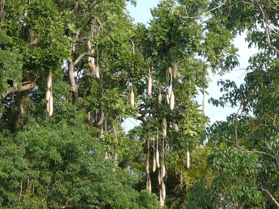Абхалабхара дерево