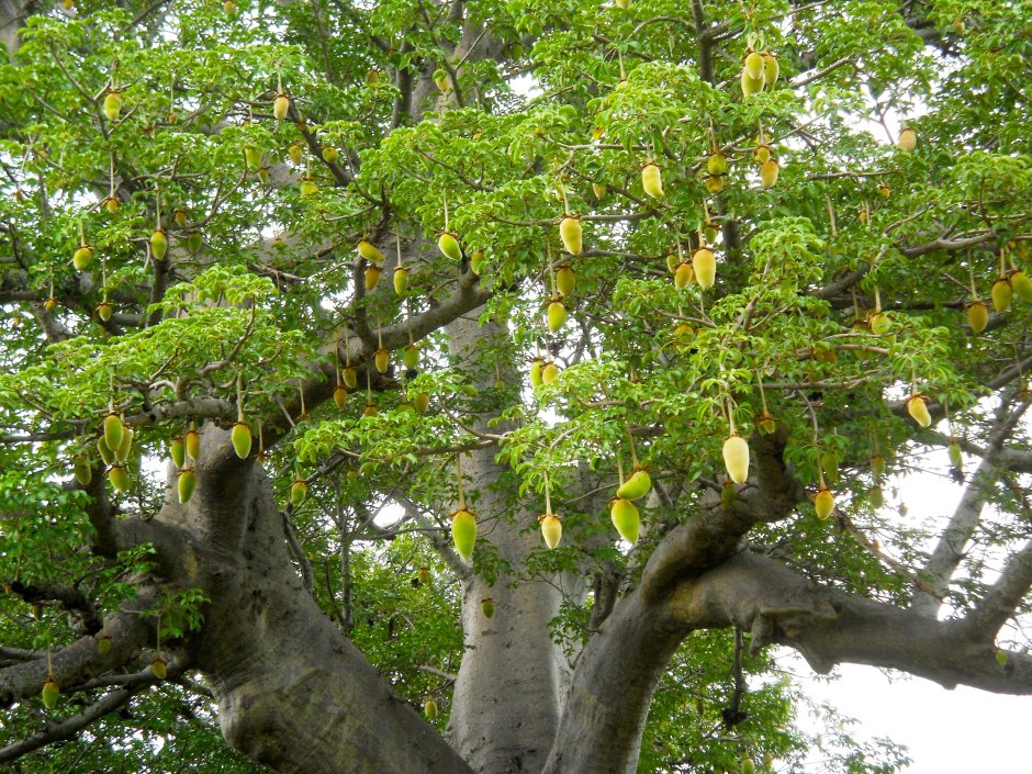 Баобаб дерево плоды