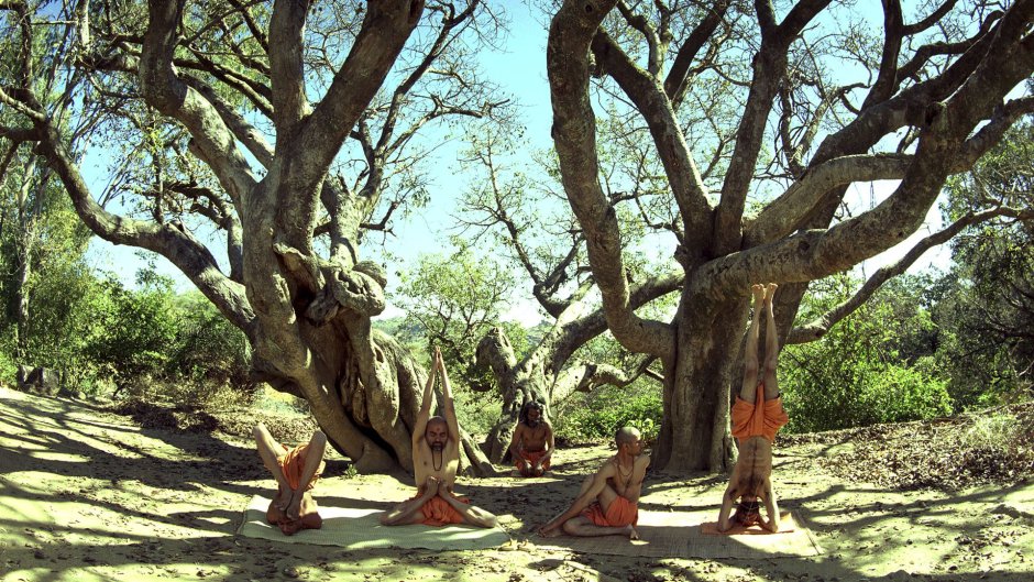Амбахалабра дерево