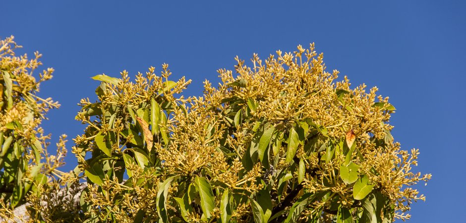 Манго дерево цветение