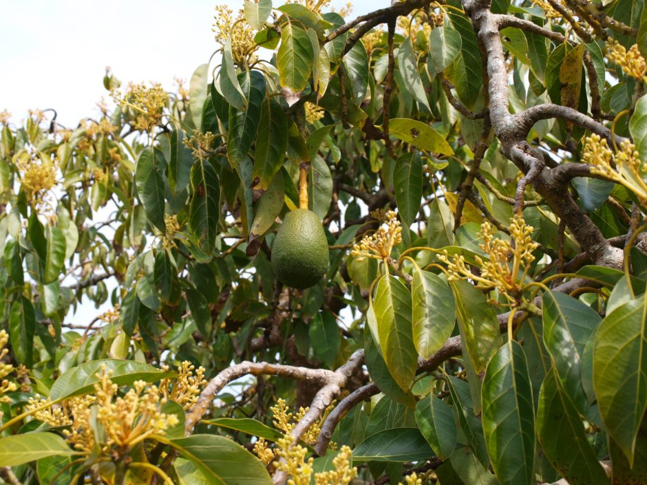 Авокадо дерево цветет