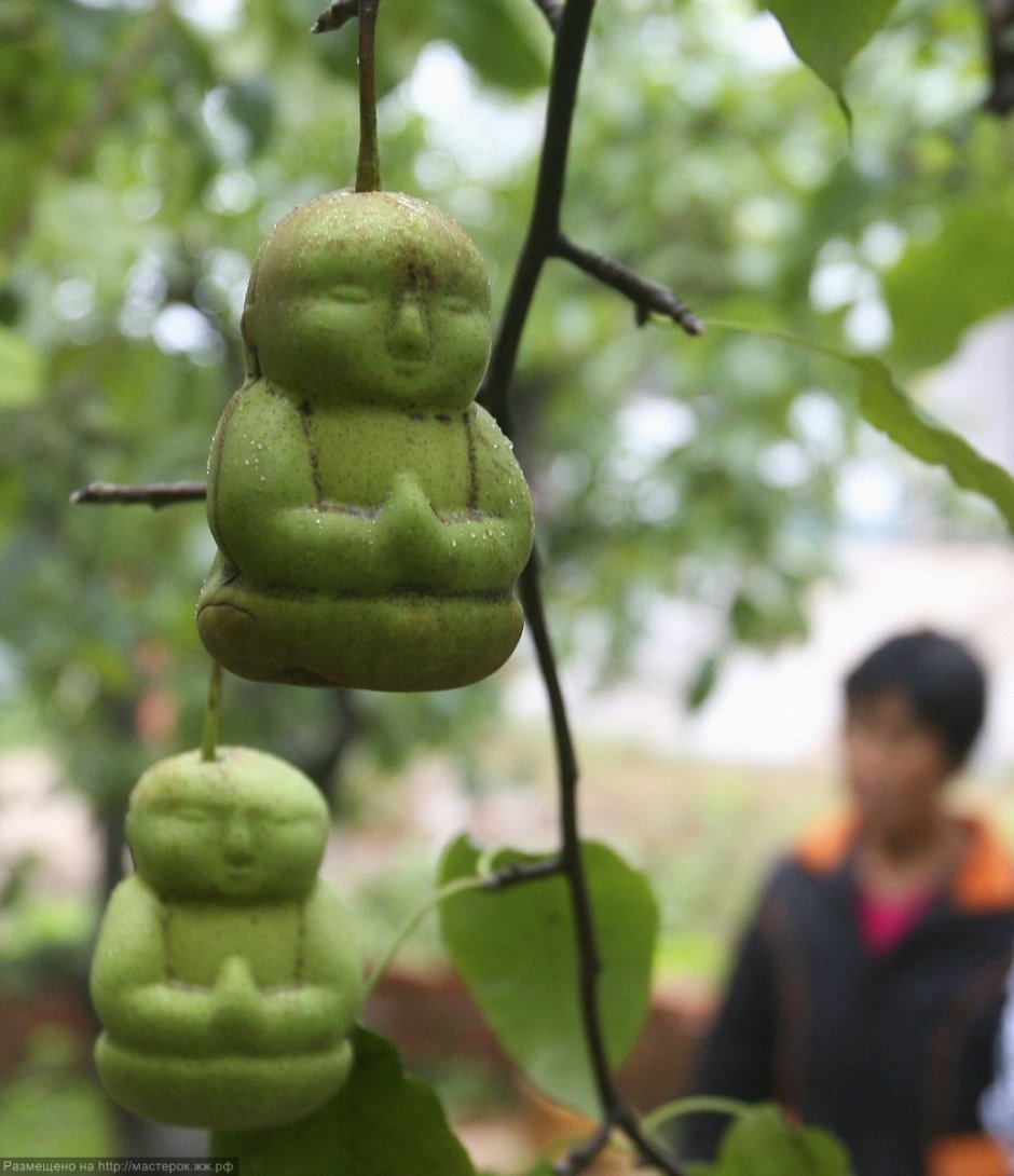 Китайская груша в форме Будды