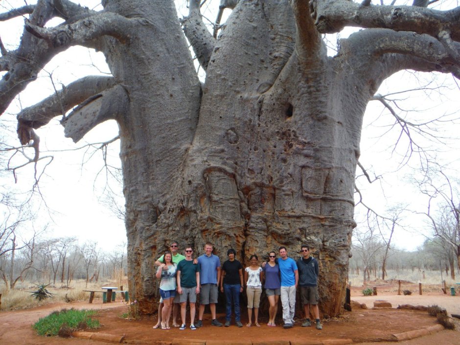 Самое большое дерево в мире баобаб