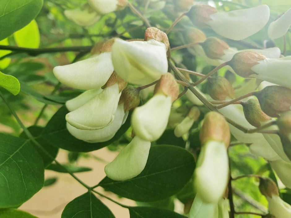Фото баобаба дерево цветущее
