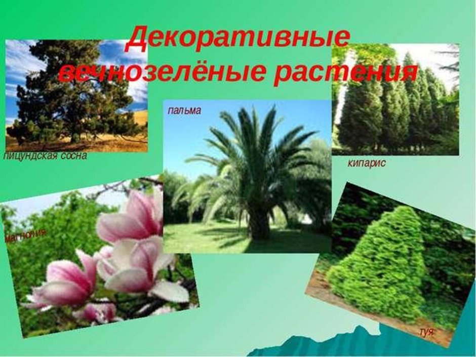 Растения субтропиков Кипарис