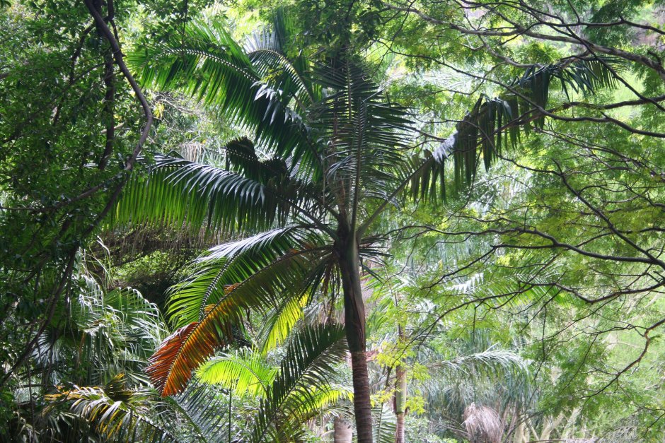 Растительный мир субтропиков Пальма