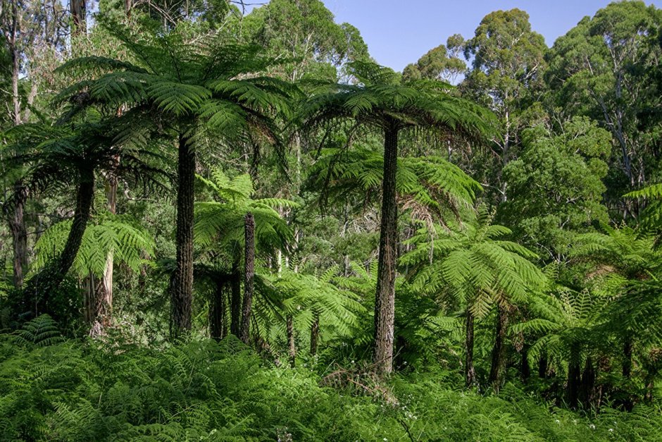 Эвкалиптовые леса субтропиков Австралии