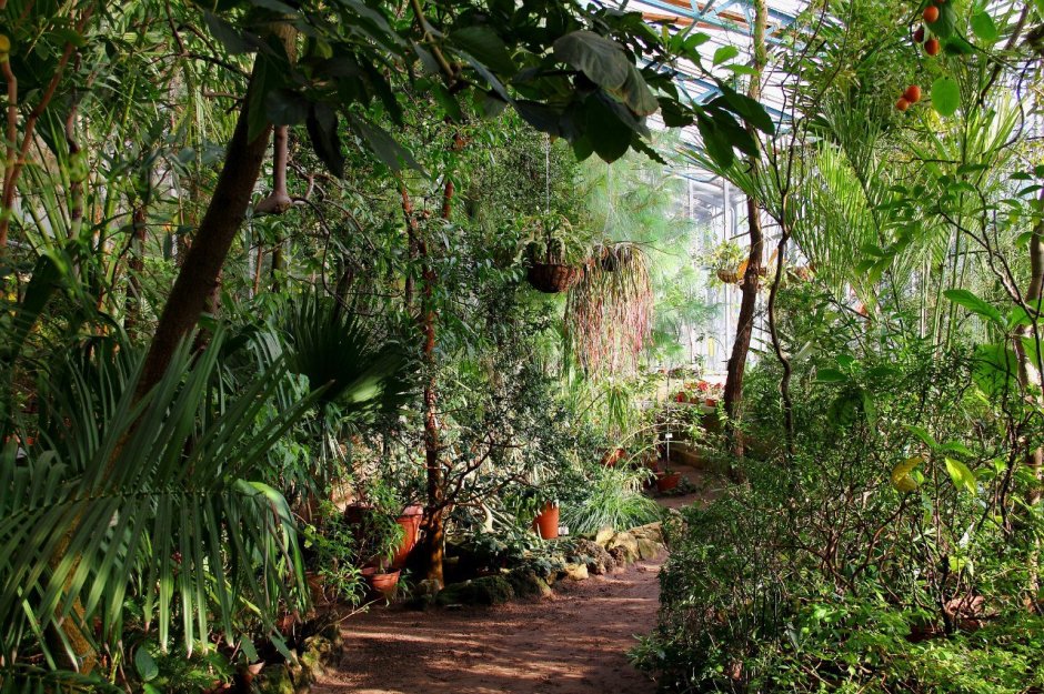 Ботанический сад субтропики