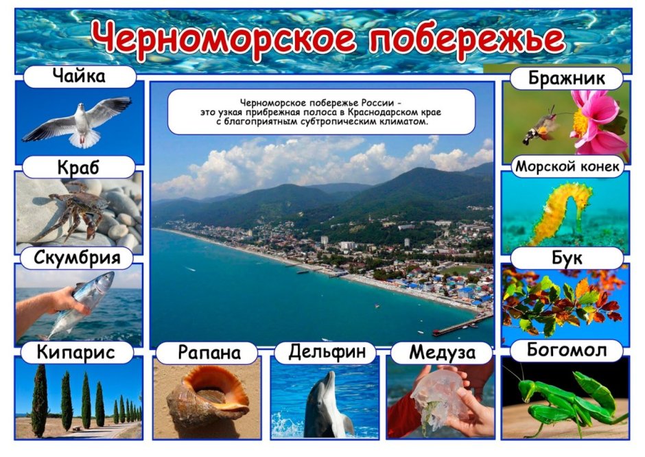 Субтропики Черноморского побережья Кавказа животный мир