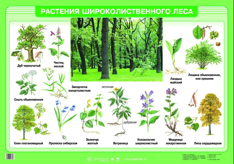 Широколиственный лес растения