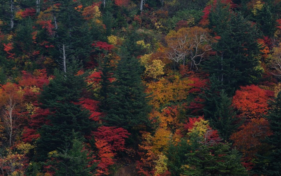 Широколиственный листопадный лес Япония