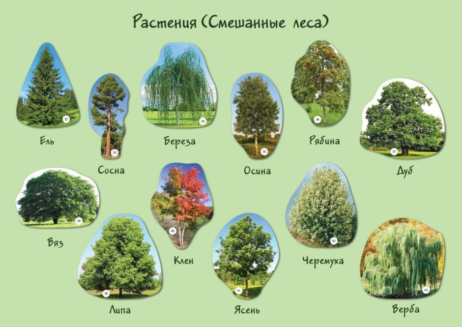 Деревья Пермского края