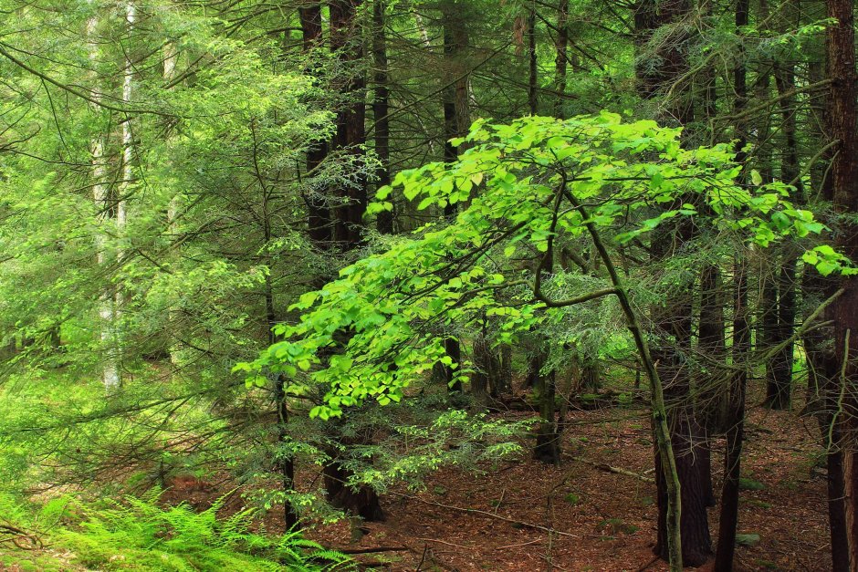 Елово широколиственный лес