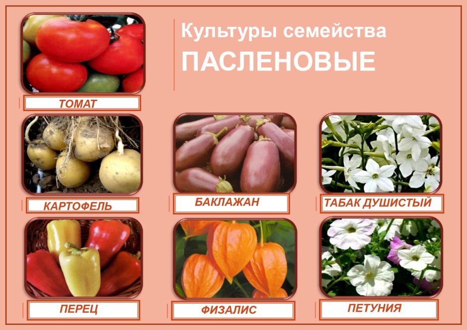 Паслёновые овощи и фрукты список список