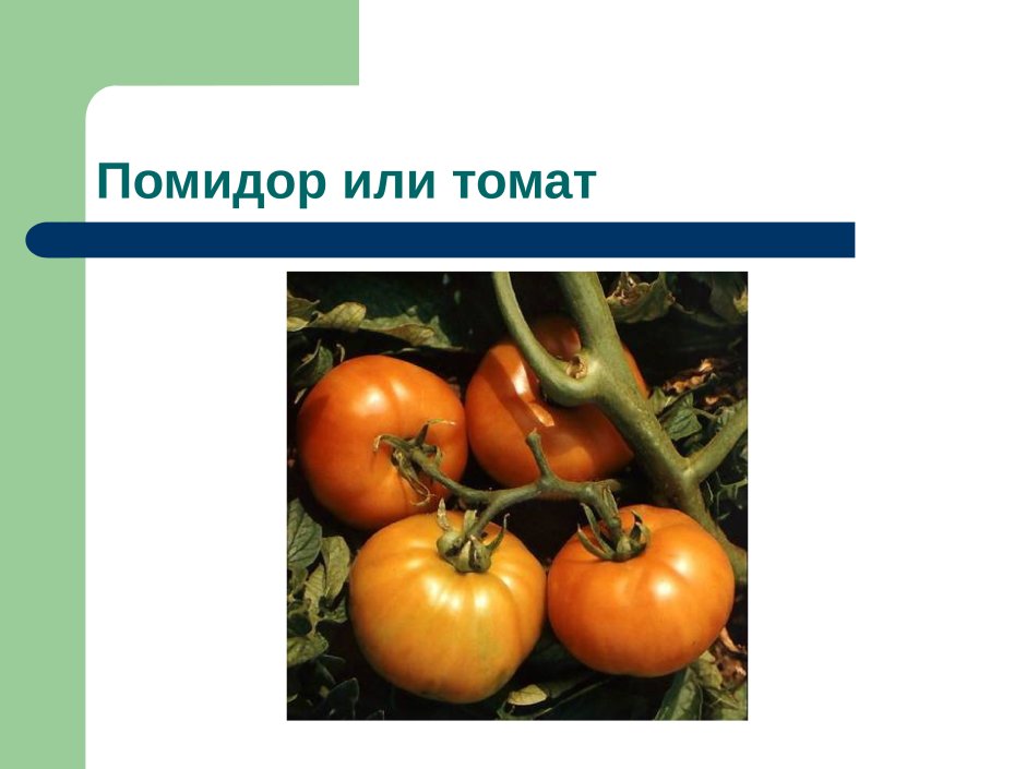 Томат или помидор