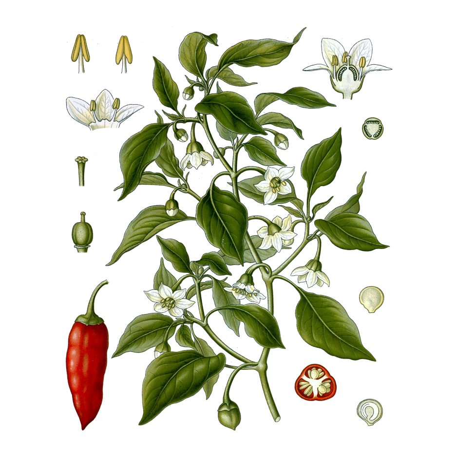 Capsicum annuum Ботаническая иллюстрация