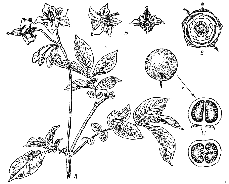 Диаграмма цветка Solanum tuberosum