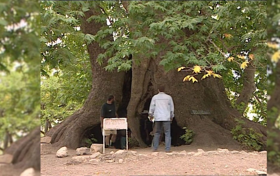 Платан Симферополь дерево