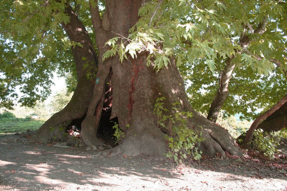 Платан дерево в Барселоне