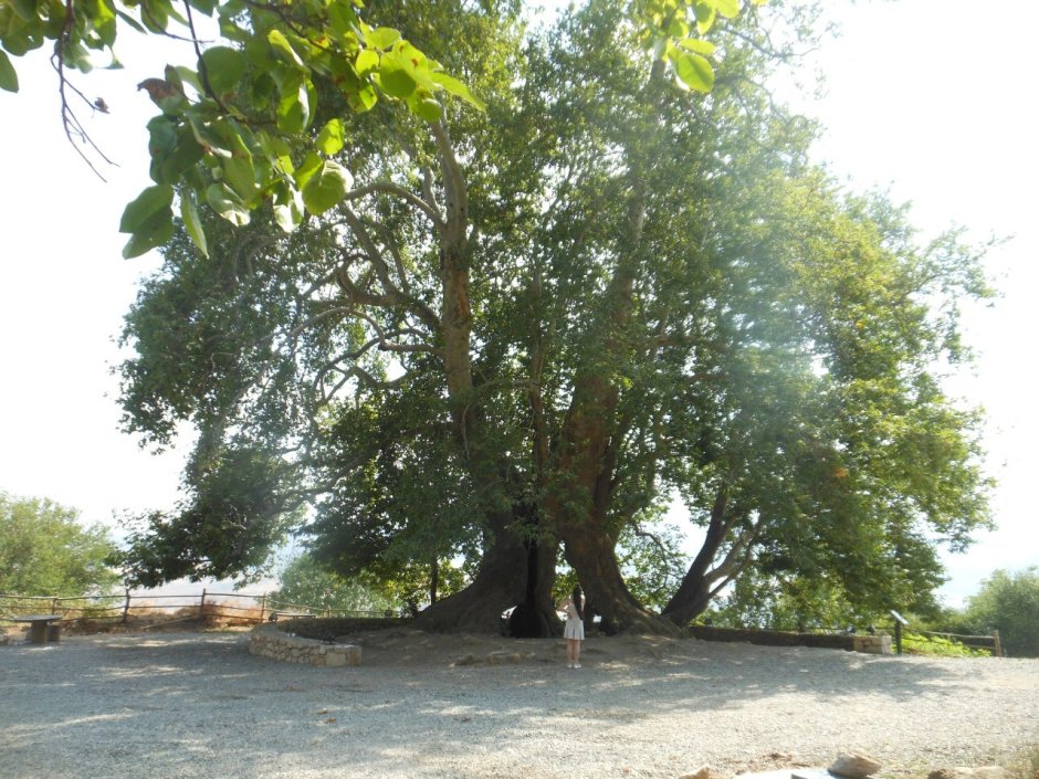 Платан Севастополь дерево