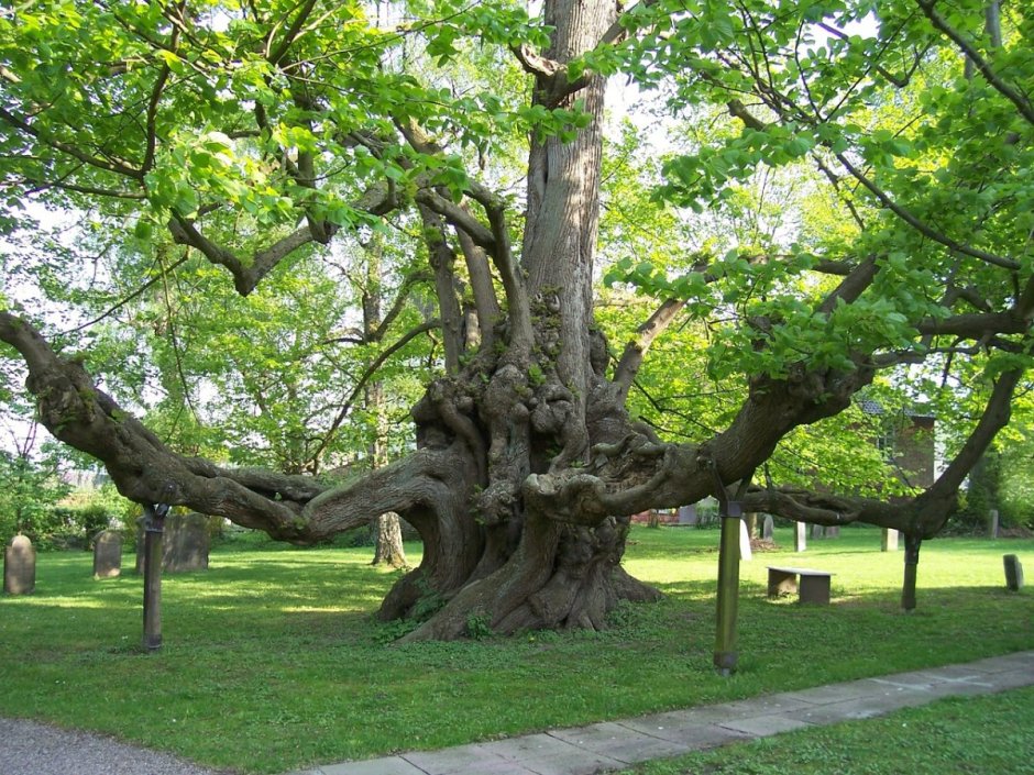 Дерево Чинар в Турции