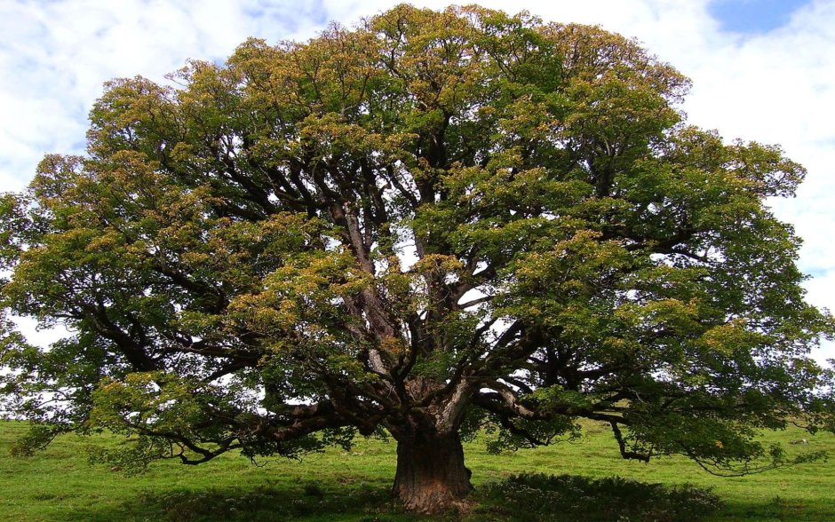 Дерево Платан Чинар Турция