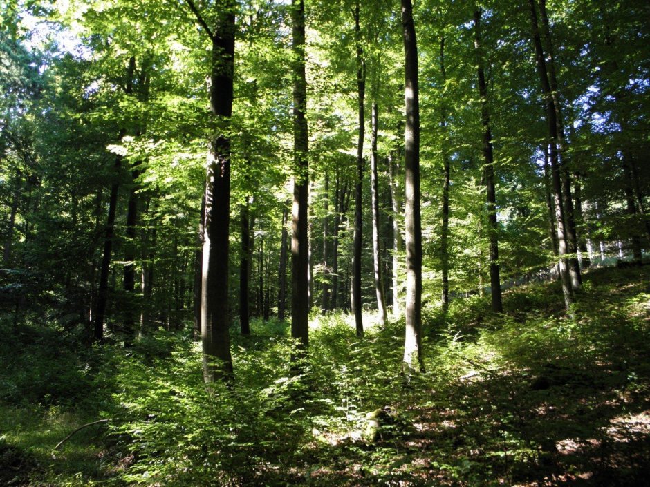 Широколиственные леса зоны в России