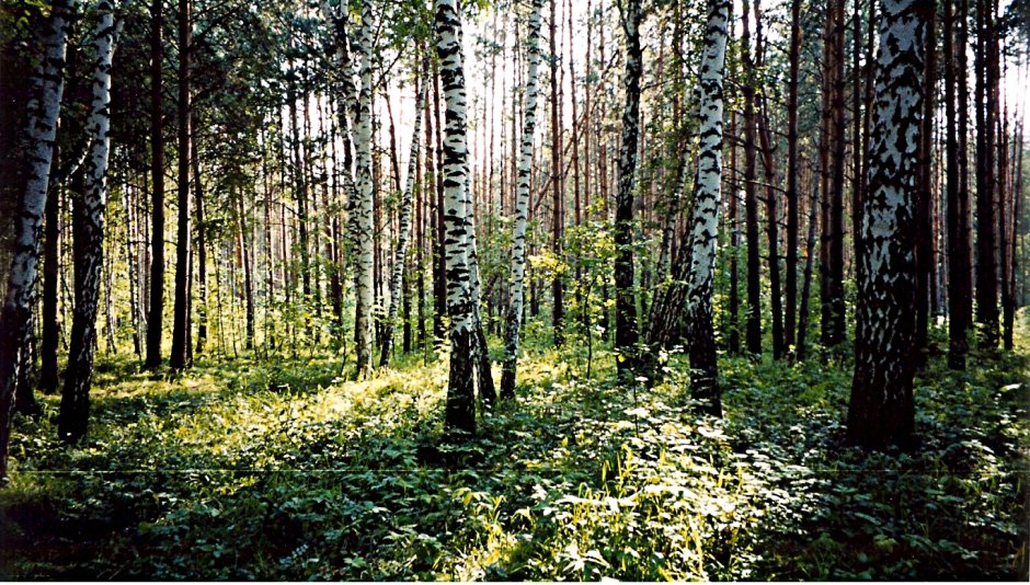 Чернолесье - Лиственный лес.