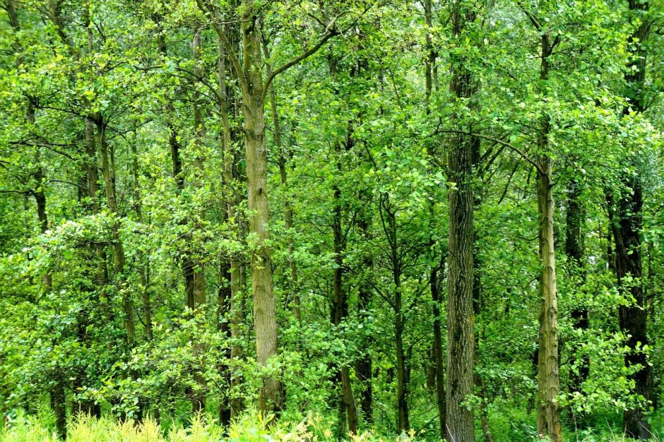 Зона широколиственных лесов животные и растения