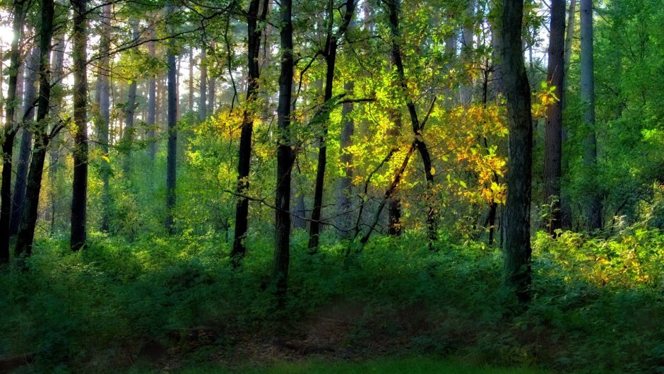 Тайга и широколиственные леса