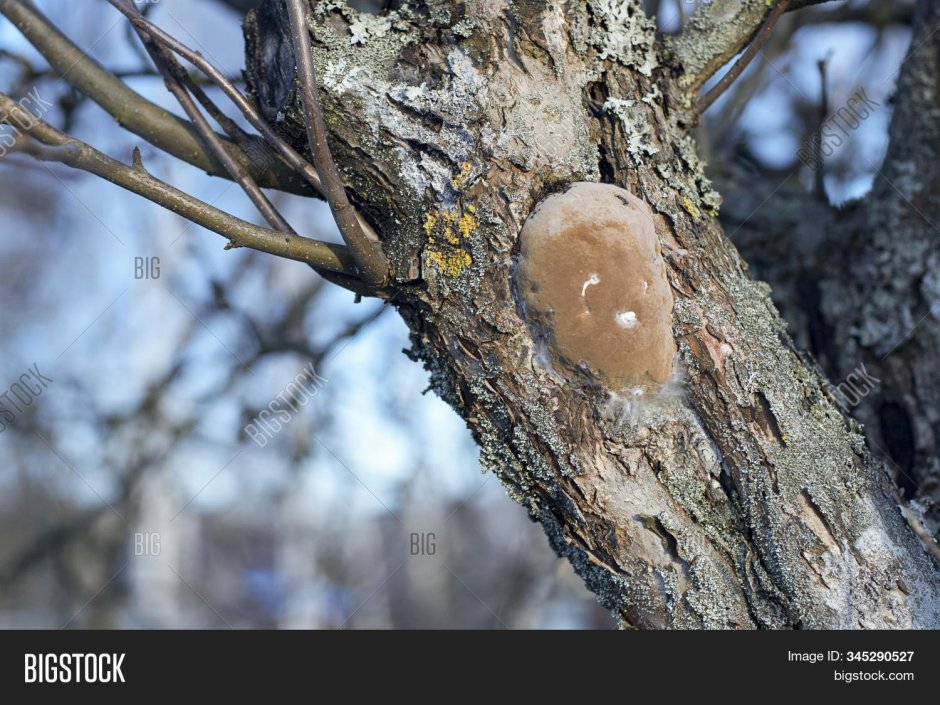 Фото грибов на стволе яблони