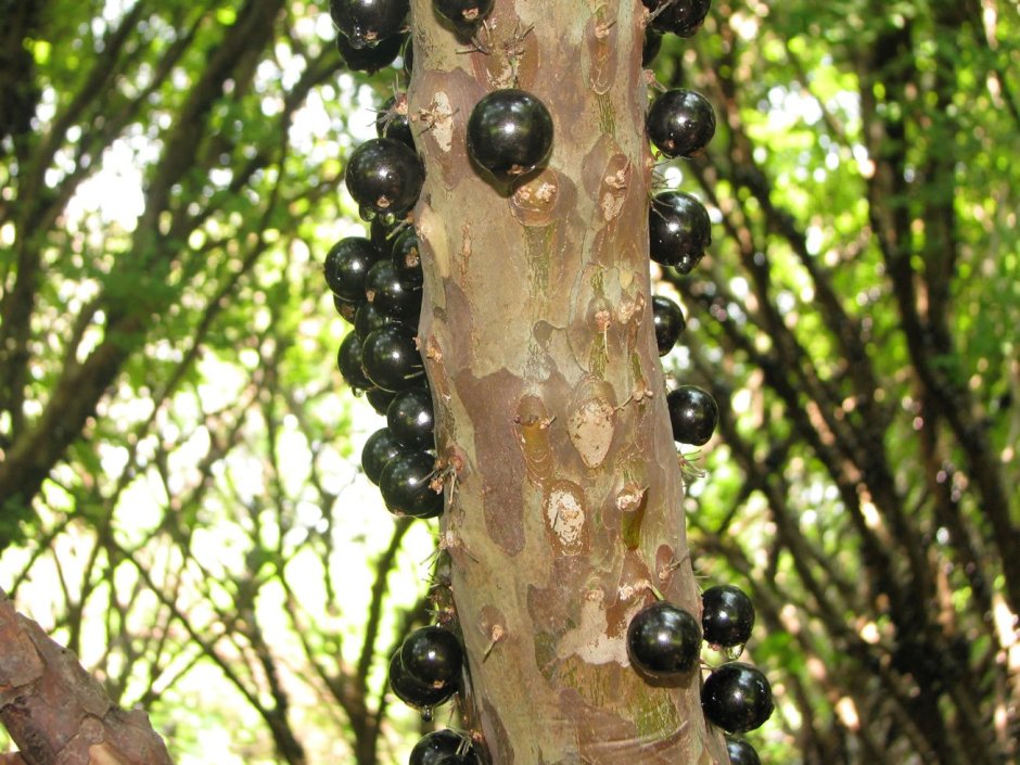 Черные шарики на дереве