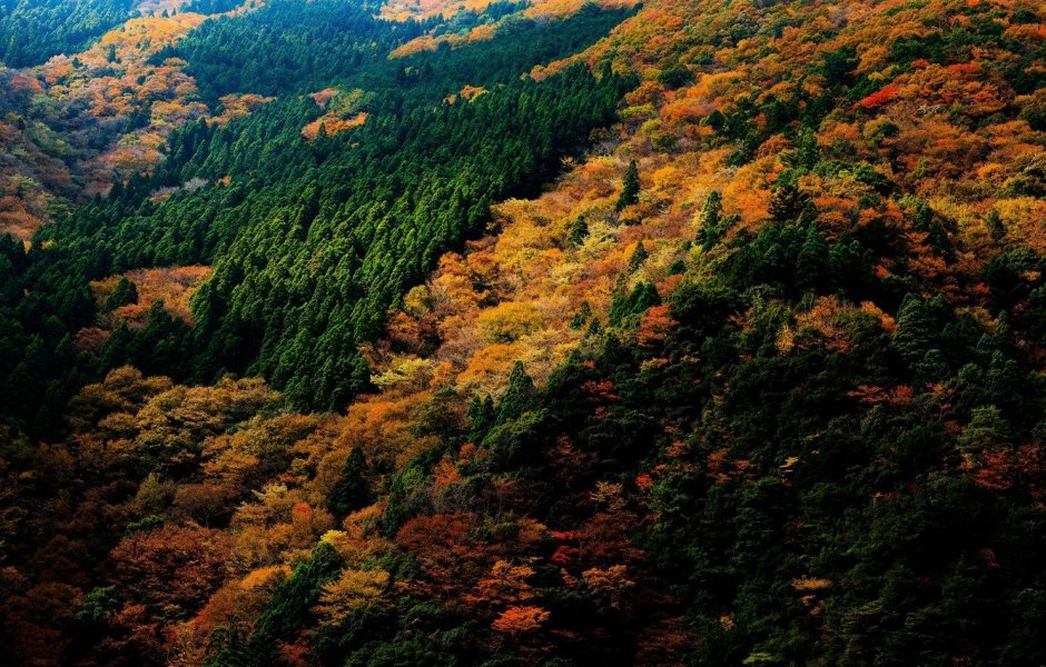 Широколиственные леса Южной Кореи