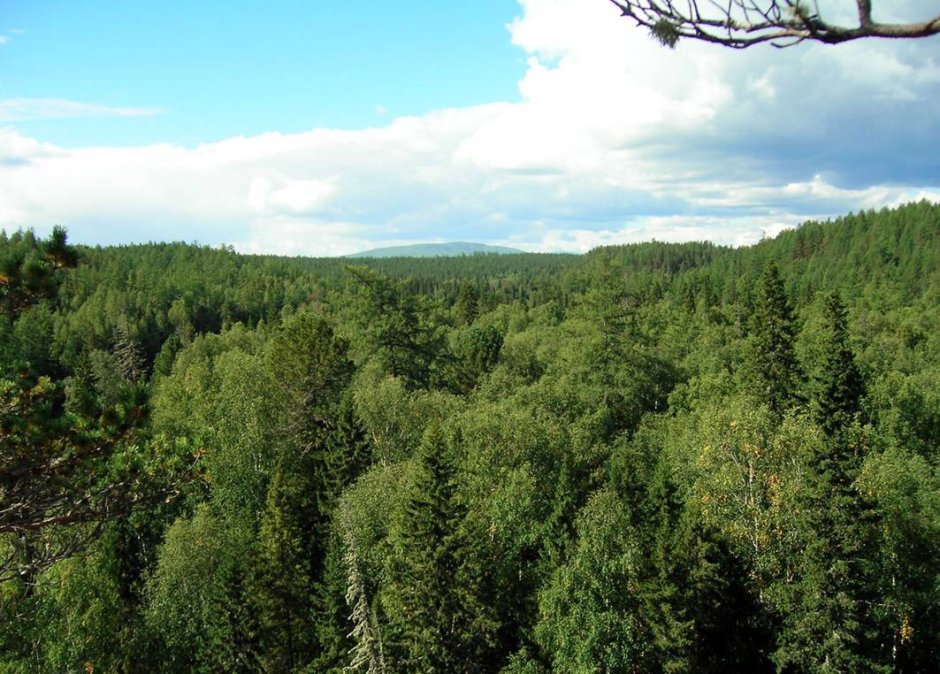 Хвойно широколиственные леса Южного Урала