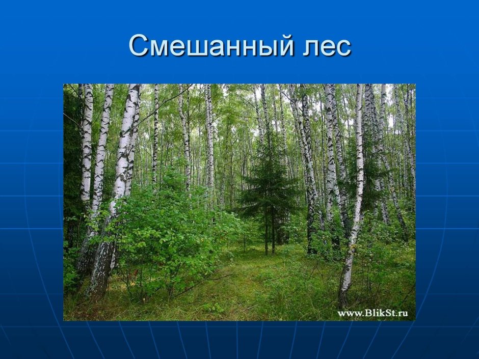 Зона смешанных лесов России