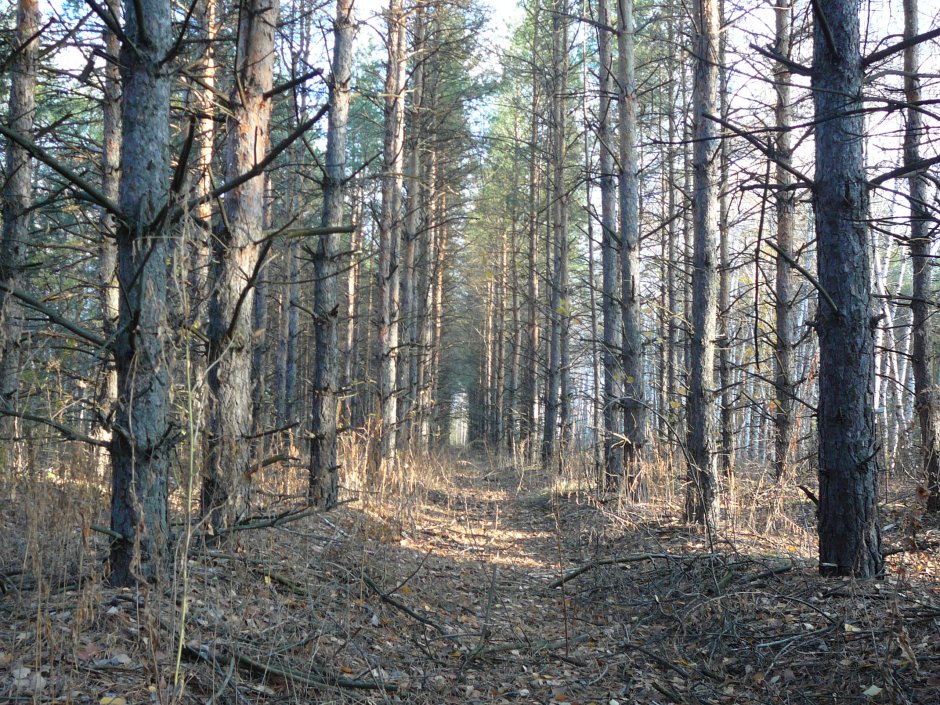 Дьяковский лес – реликтовый лес