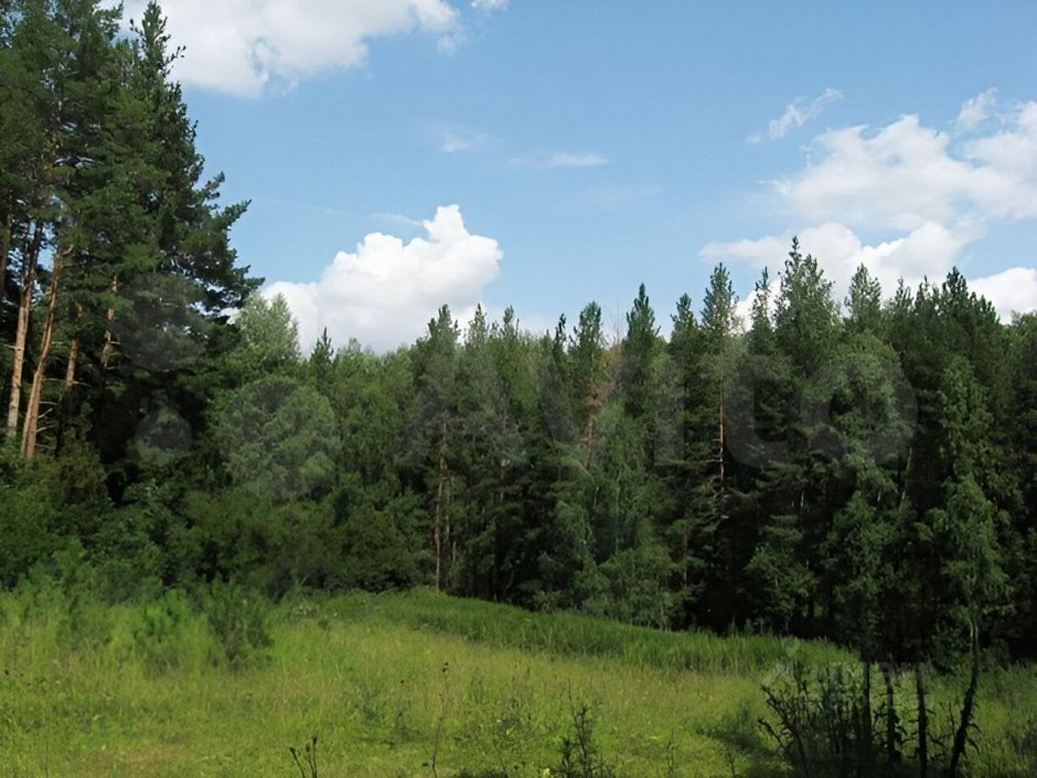 Дьяковский лес Саратов