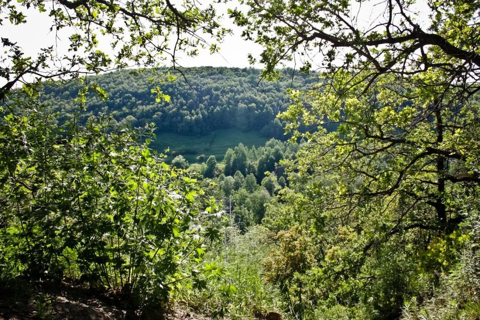 Памятник природы «Дьяковский лес»