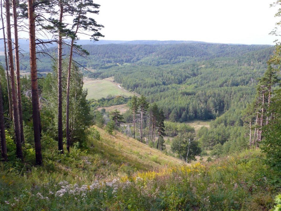 Дьяковский лес Саратовской области